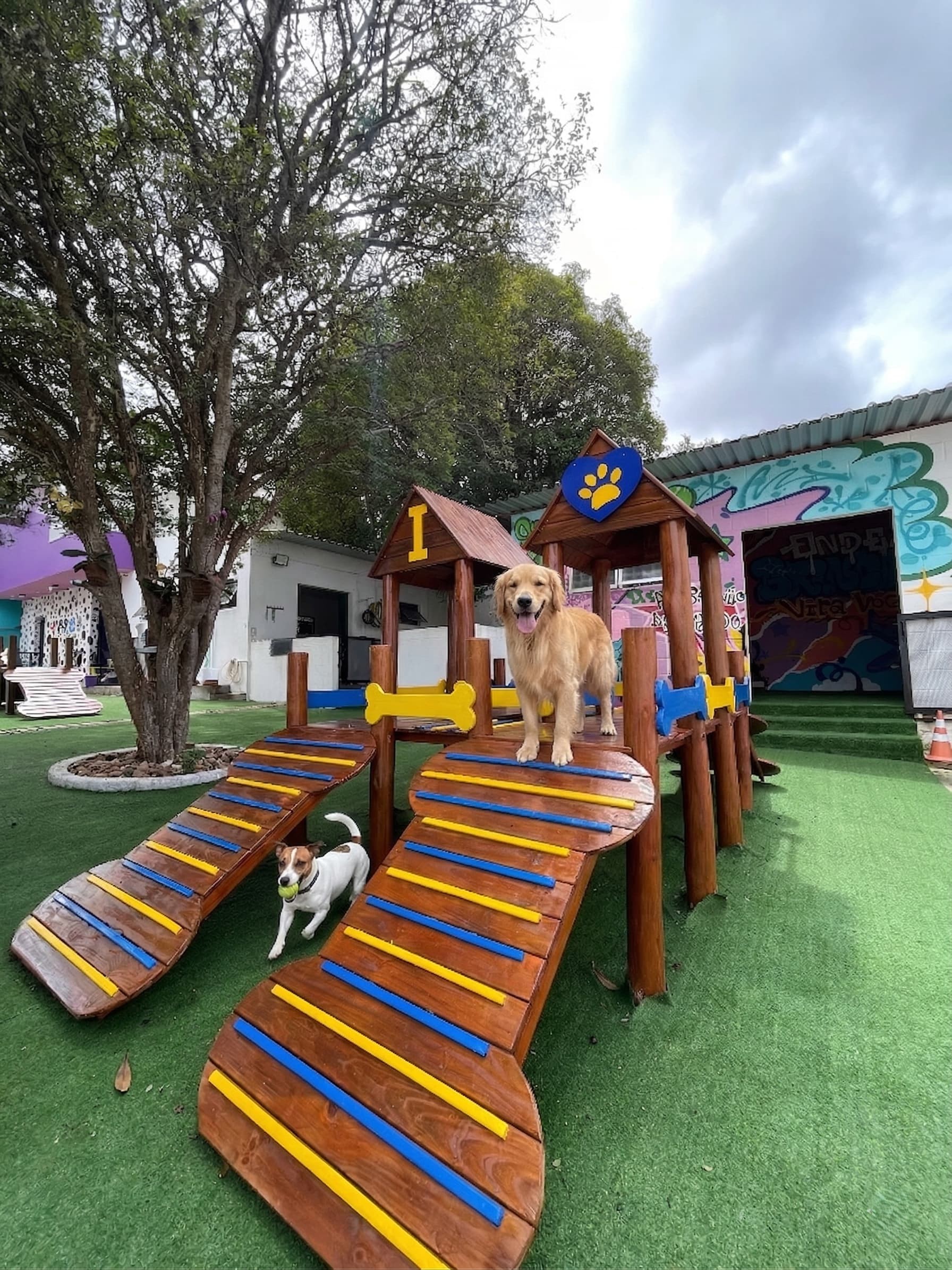 Cachorros na Creche Fases