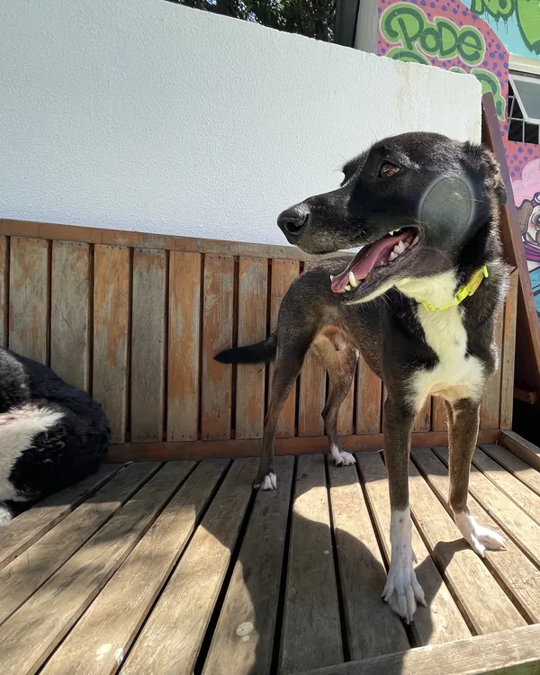 Cão feliz no deck de madeira, com a turma brincando atrás