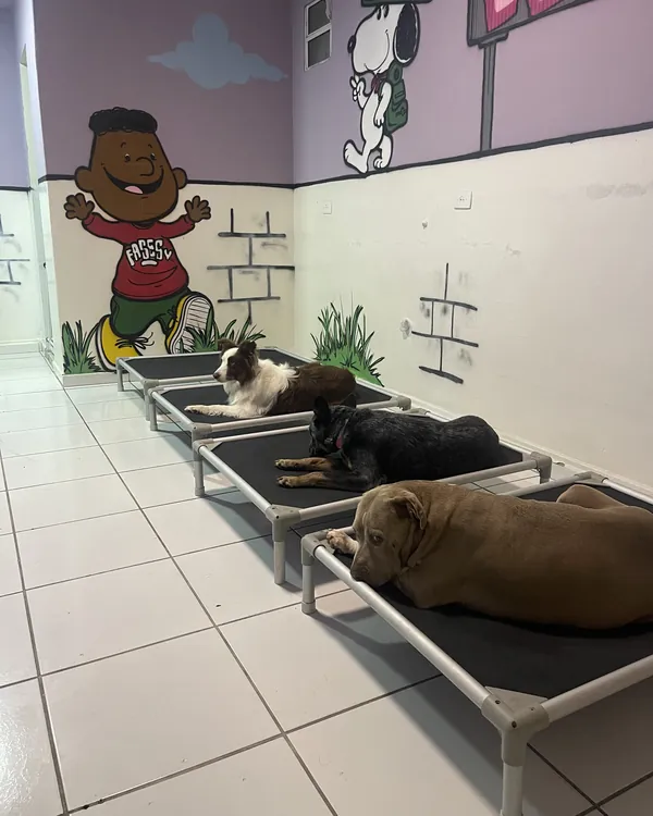 Cães deitados nas camas suspensas da sala de descanso