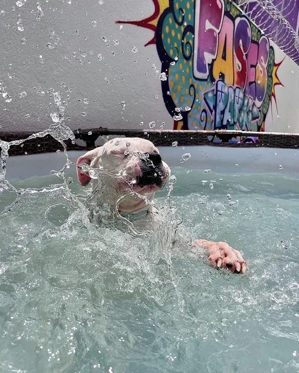 Cão branco espirrando água na piscina