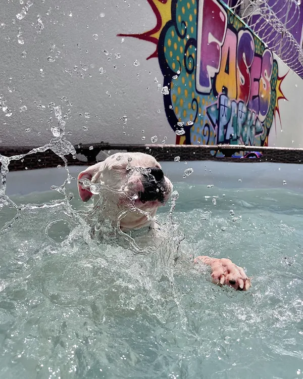 Cão nadando na piscina, com o grafite da Fases ao fundo
