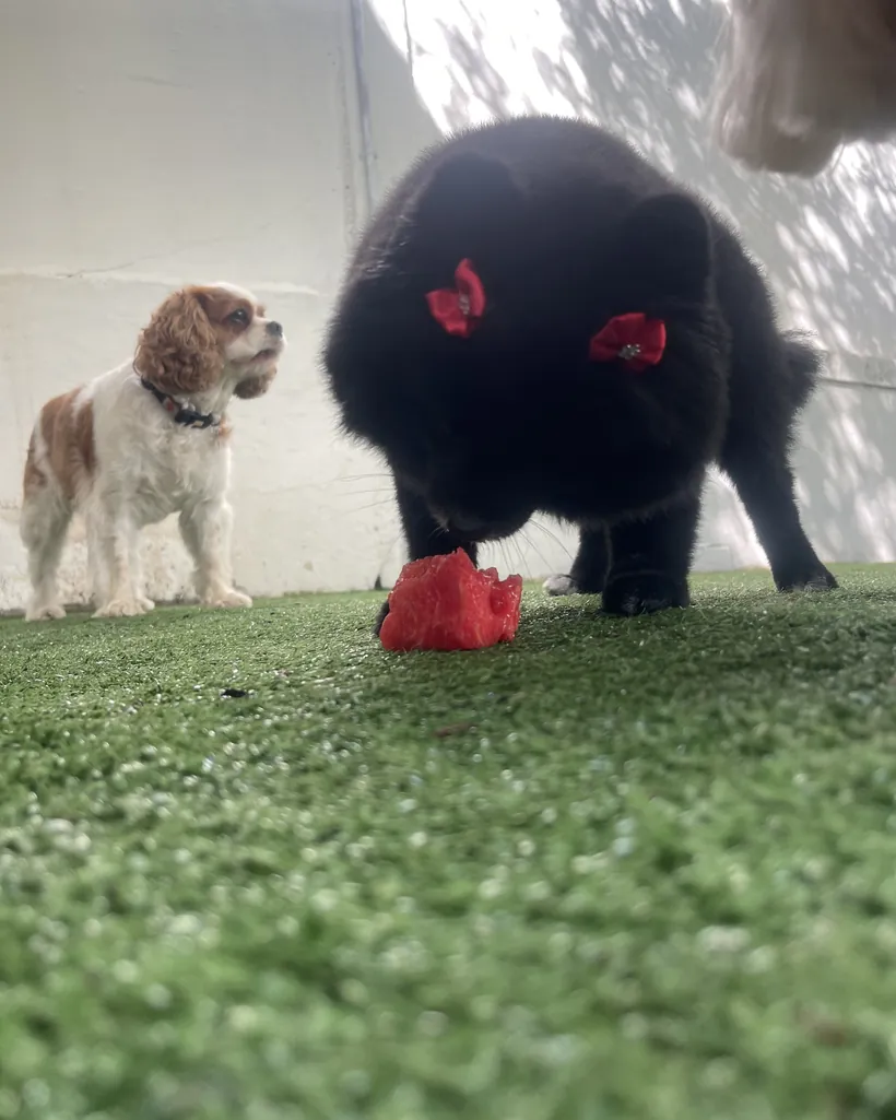Cavalier e chow-chow brincando na grama do parque