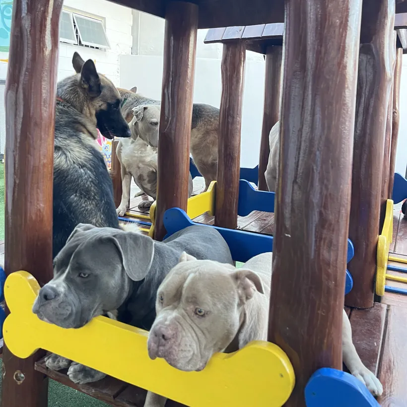 Dois cães espiando por cima do osso de madeira da casinha do parque