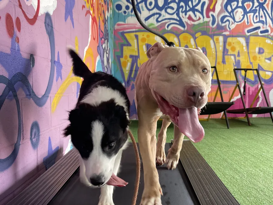 Dois cães caminhando lado a lado na esteira da sala coberta