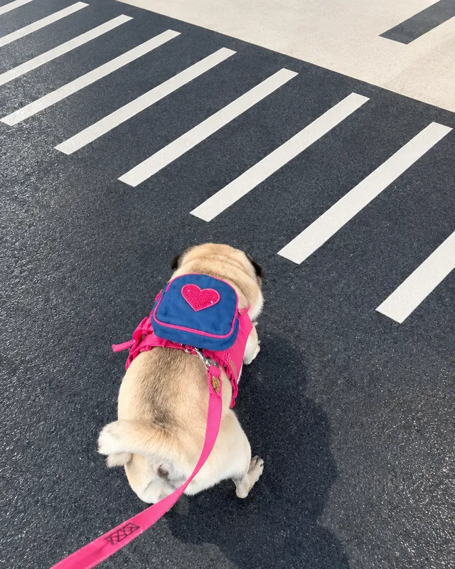 Pug de mochilinha azul com coração rosa, passeando