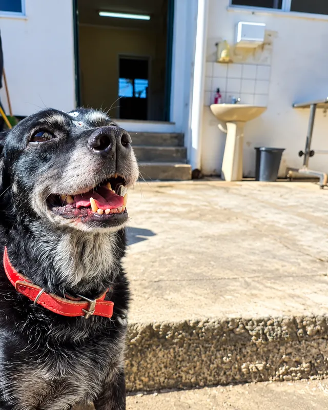 Cão preto de focinho grisalho e coleira vermelha, feliz no pátio