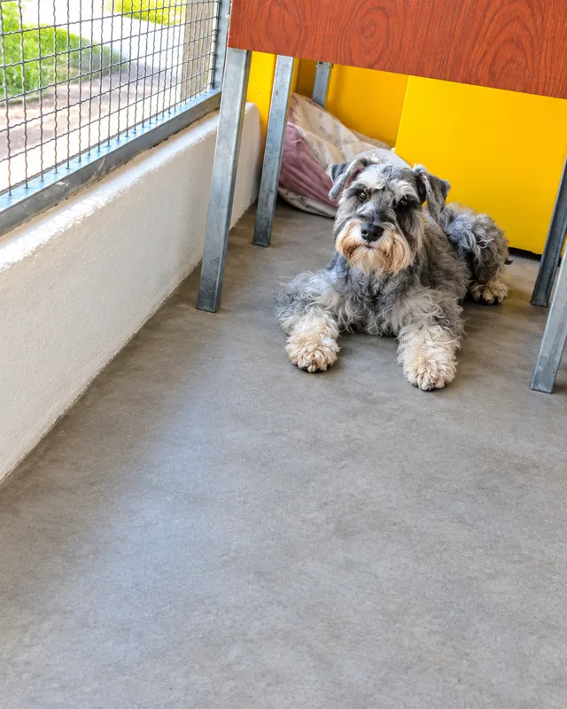 O Gaspar, cão cinza e branco, descansando na área coberta