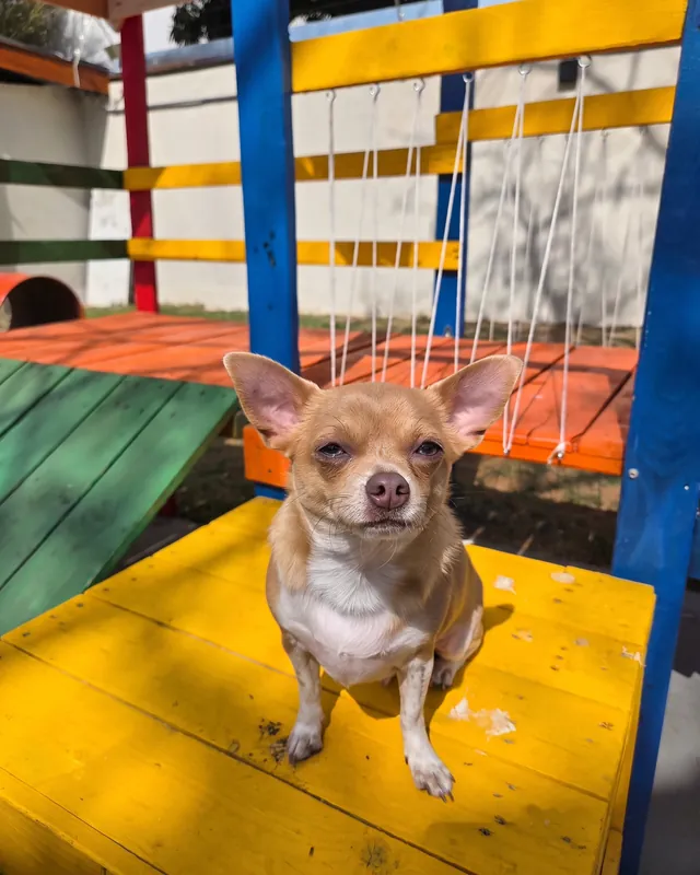 O Risoto, chihuahua caramelo, no banco amarelo do agility