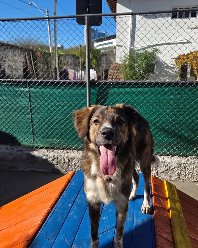 O Zeca, cão tigrado de língua de fora, na plataforma colorida