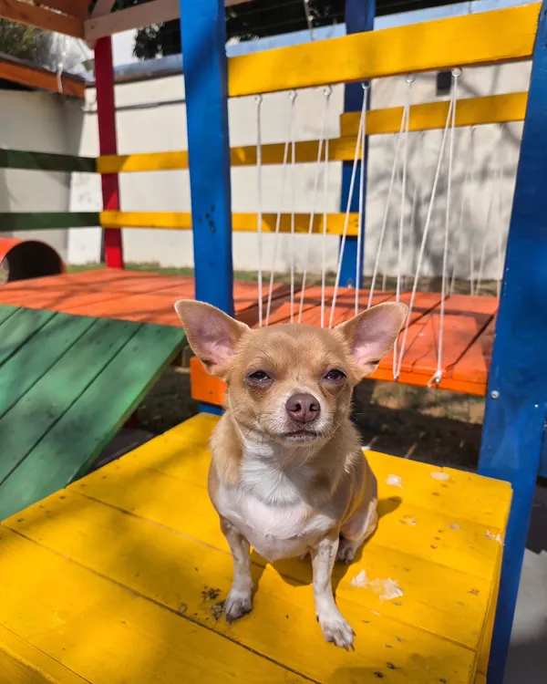 Chihuahua sentado no banco amarelo do agility