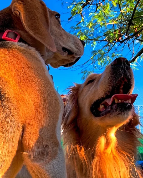 Dois cães felizes sob o céu azul