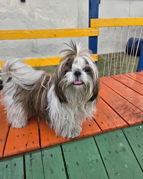 Shih tzu no deck laranja do agility