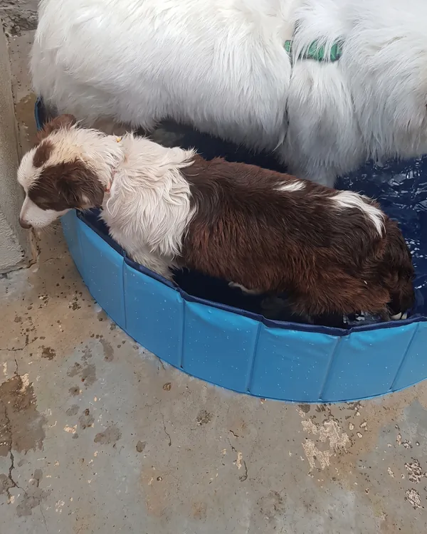 Samoieda e border collie na piscina