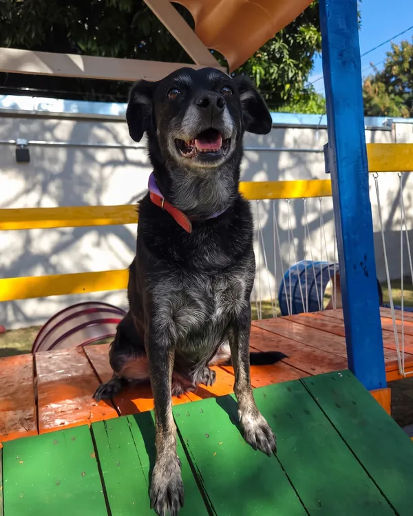 Cão preto sentado no agility colorido