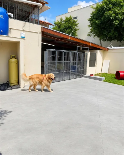 Golden passeando no pátio em frente às baias