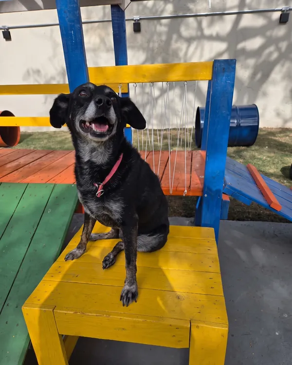 Cão preto sorrindo no banco amarelo
