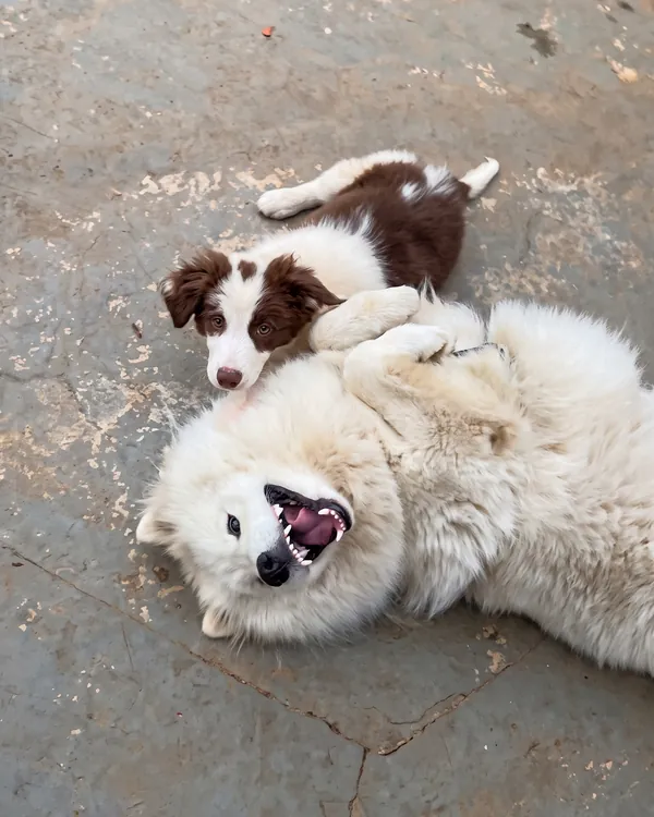 Filhote de border collie brincando com um samoieda deitado no chão