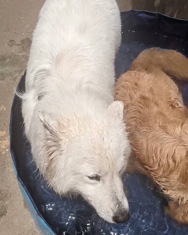 Samoieda e golden juntos na piscina