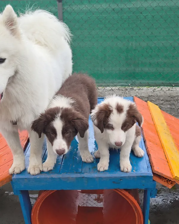 Dois filhotes de border collie e um samoieda em cima do banco azul