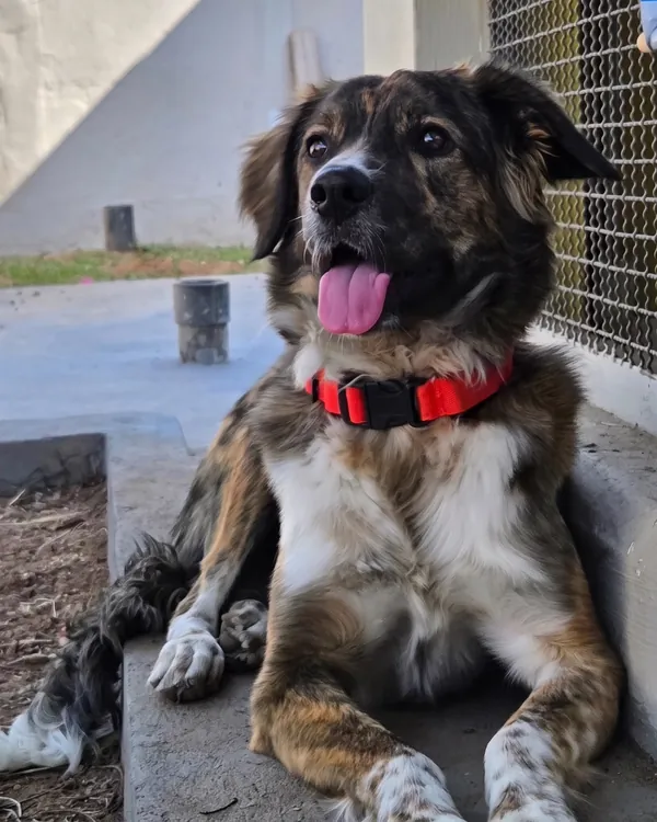 Cão tigrado deitado e sorrindo