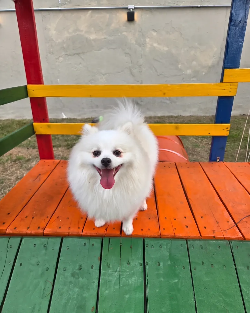 Spitz branco sorrindo no deck laranja do agility