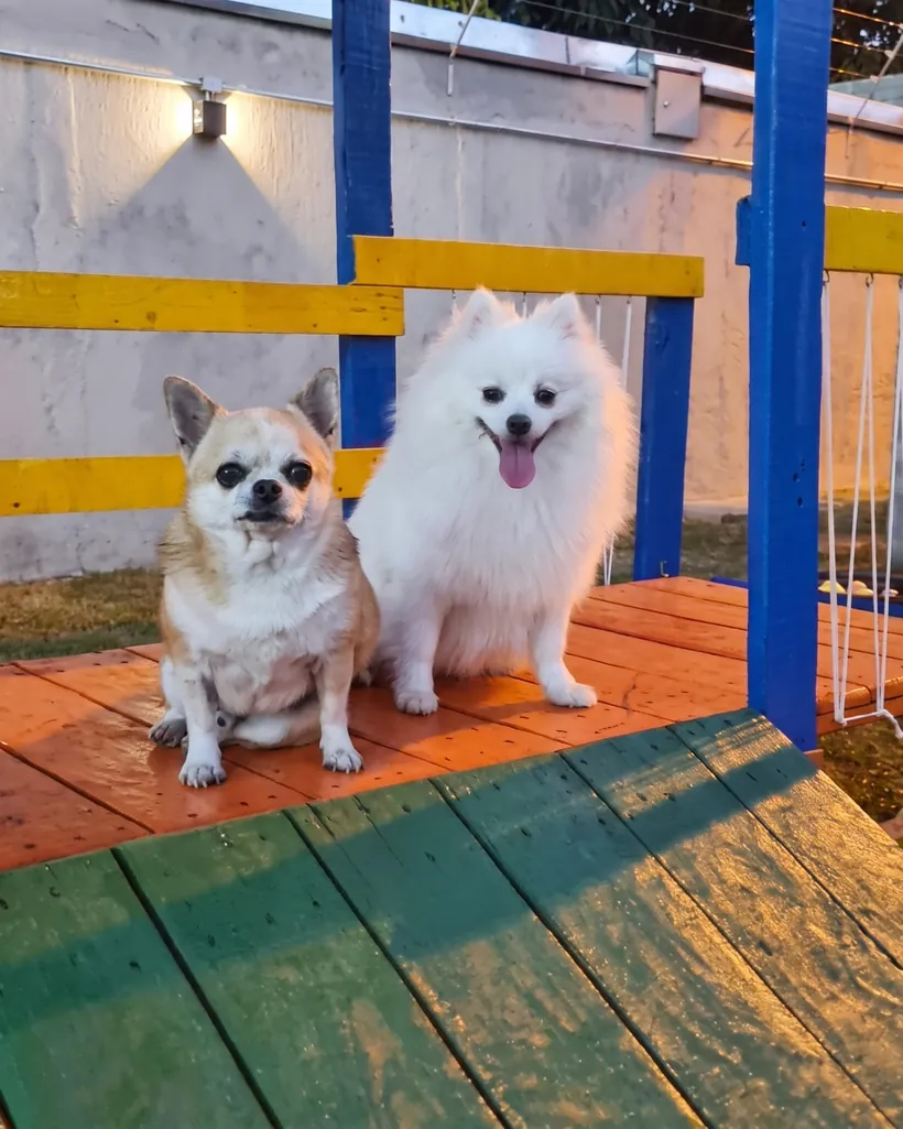 Chihuahua e spitz juntos no deck do agility