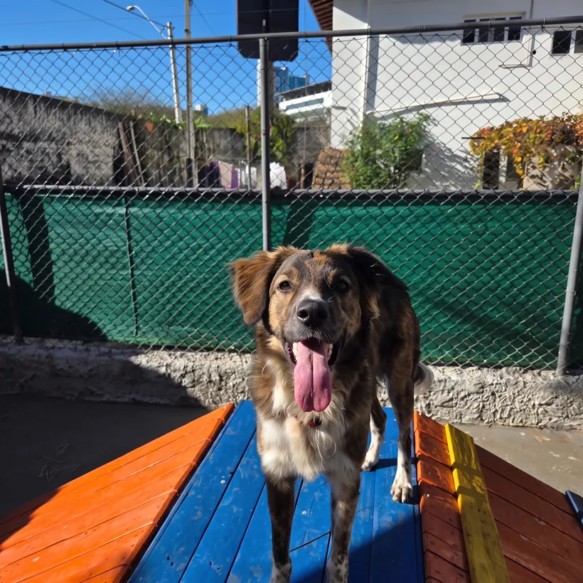 Cão sorrindo em cima da plataforma azul e laranja