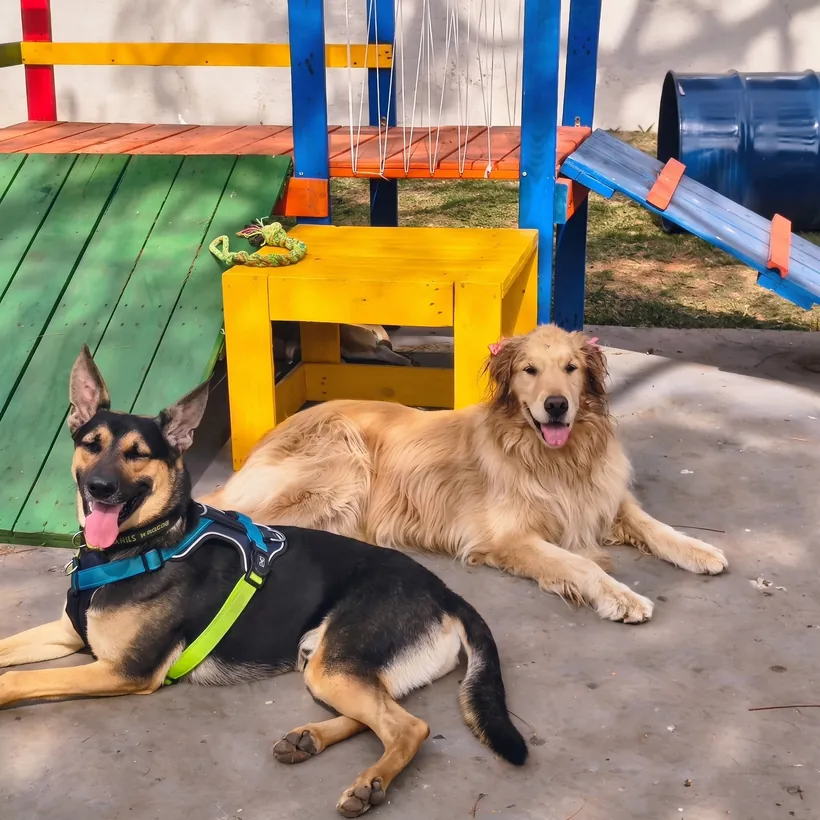 Dois cães descansando no agility colorido