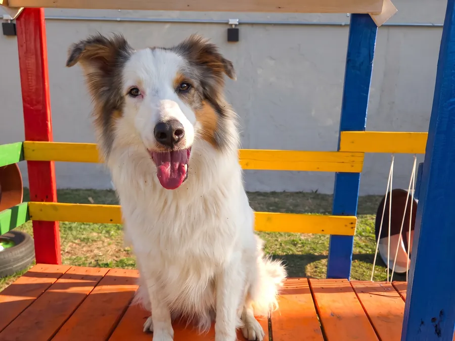 Pastor australiano sentado no agility colorido