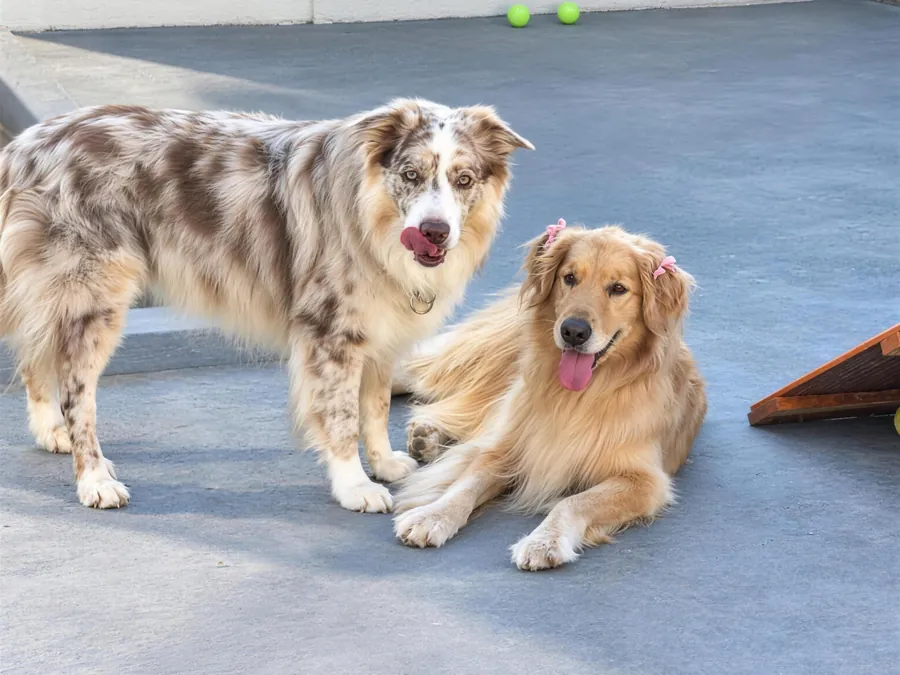 Pastor australiano e golden juntos no pátio