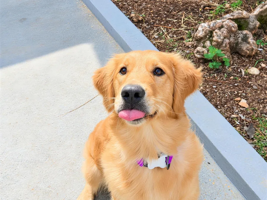 Filhote de golden sorrindo pra câmera