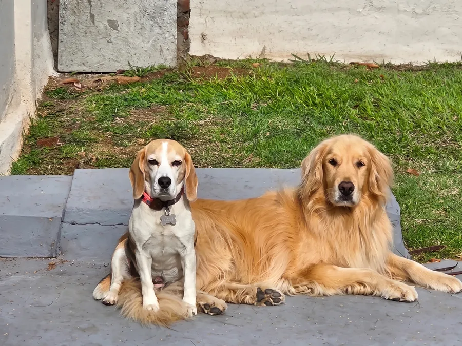 Beagle e golden deitados juntos em frente à grama