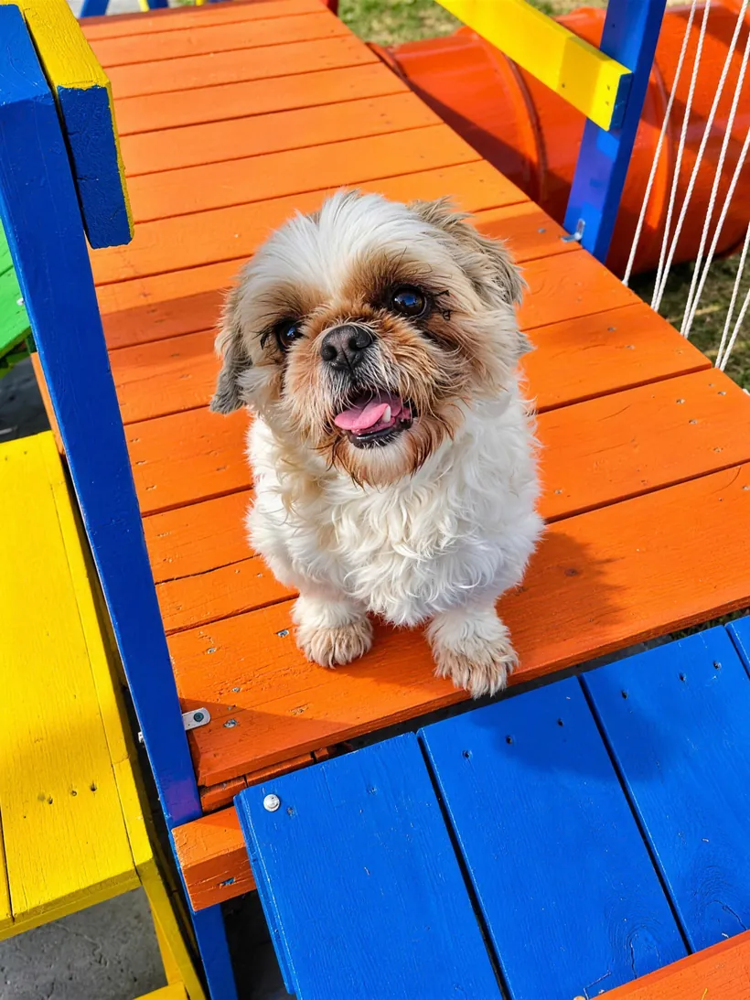 Shih tzu sorrindo no agility colorido