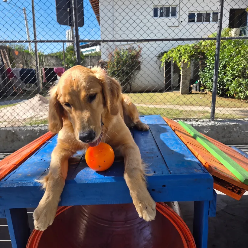 Golden debruçado na plataforma azul com a bolinha
